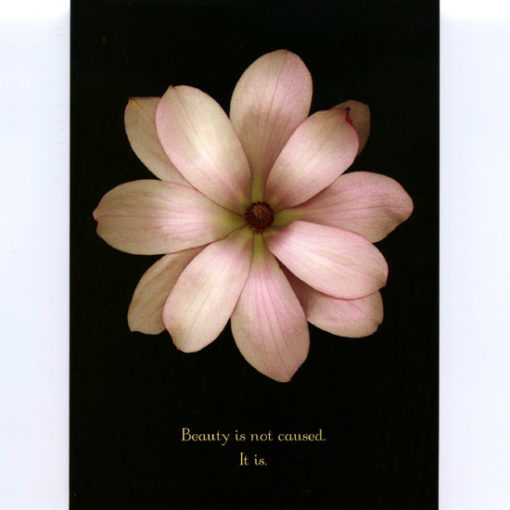 Magnolia (card)